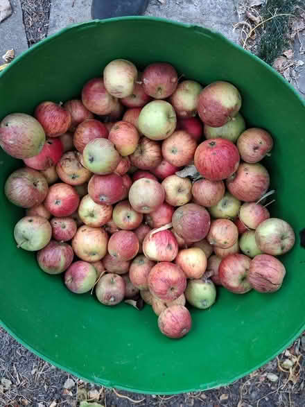 Photo of free Apples (North Hillingdon UB10) #1