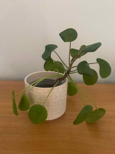Photo of free Chinese Money Plants x2 (Chichester PO19) #2