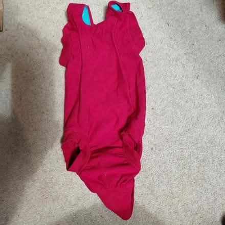 Photo of free Kitten post-spaying onesie (Hove Green BN3) #1