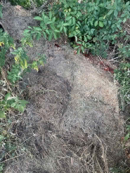 Photo of free Composting dried hrass hay (Lewes Bn7 BN7) #3