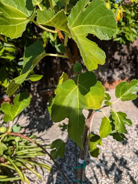 Photo of free Fruit tree saplings (Campbell) #2
