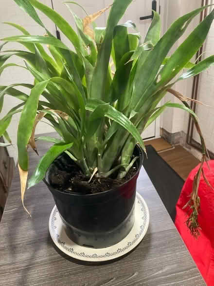 Photo of free Spiky plant (Borrowdale CA12) #1
