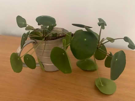 Photo of free Chinese Money Plants x2 (Chichester PO19) #1