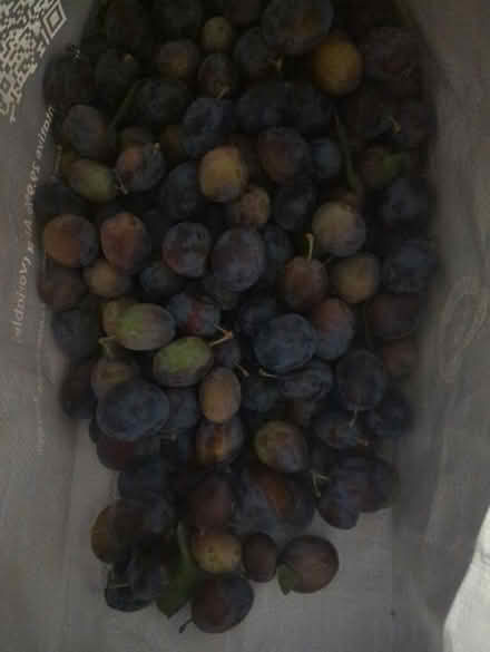 Photo of free Plums (Kibworth Beauchamp LE8) #1