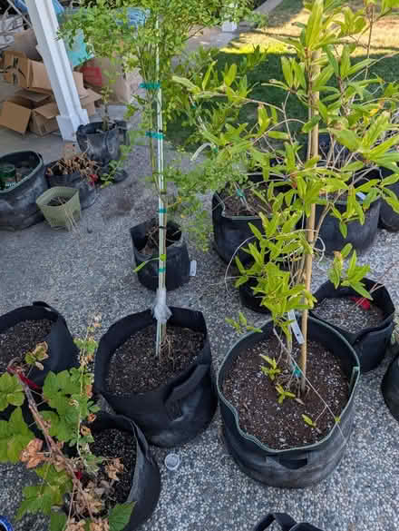 Photo of free Fruit tree saplings (Campbell) #3
