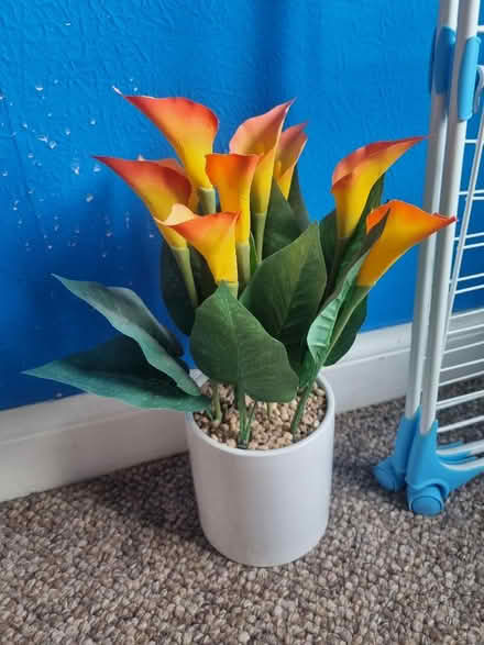 Photo of free Plastic plants (Norton Lees S8) #1