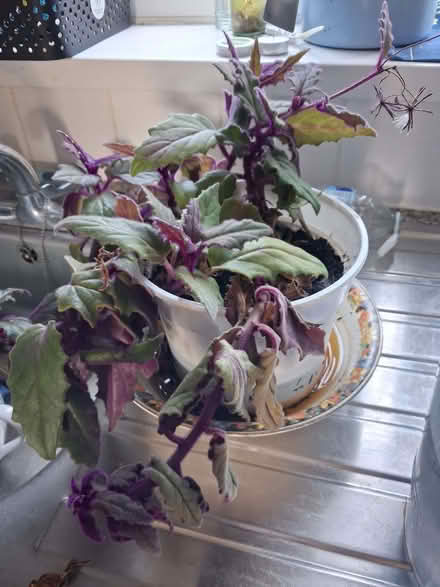 Photo of free 2 house plants (Otford TN14) #1