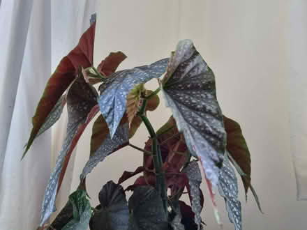 Photo of free Houseplant - Begonia (Knighton LD7) #1