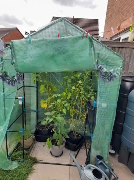 Photo of free plastic greenhouse (Buckshaw Village PR7) #1