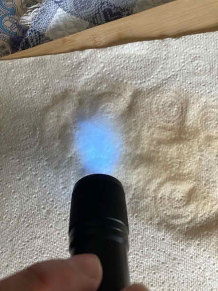 Photo of free Urine finder torch (Filton BS34) #3