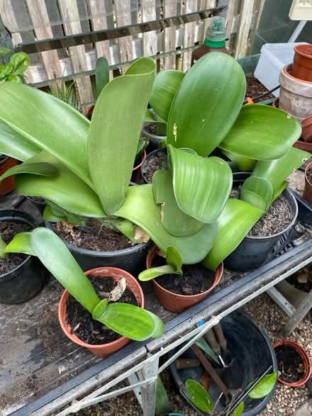 Photo of free Paintbrush plants (Balsall Common CV7) #1