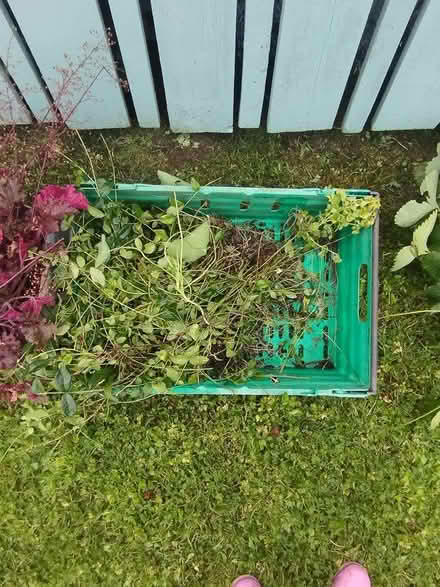 Photo of free Plants (Bt36 4zd) #2