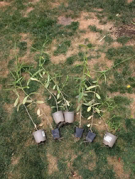 Photo of free Verbena, tall 5-6ft (North Woodchester GL5) #2