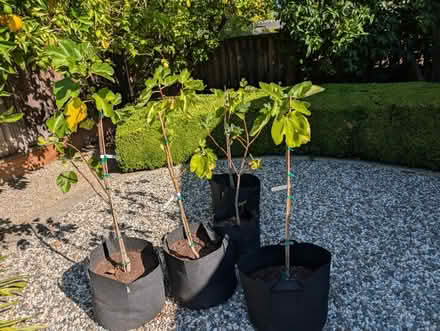 Photo of free Fruit tree saplings (Campbell) #1