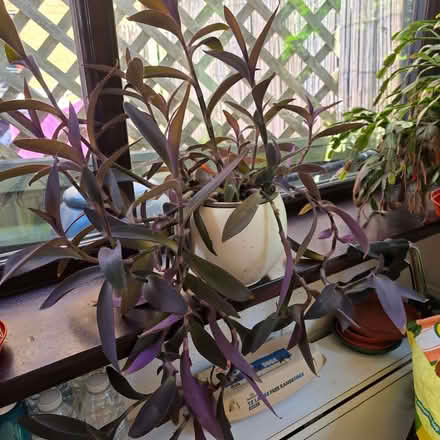 Photo of free Tradescantia rooted cuttings ready to pot (Clive Vale TN35) #3