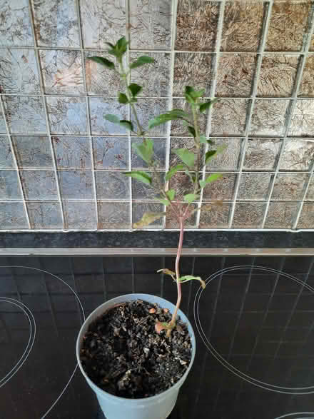 Photo of free Red Salvia or Cherry Lips cutting (Morden SM4) #3