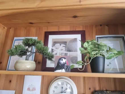 Photo of free Plastic plants (Norton Lees S8) #2