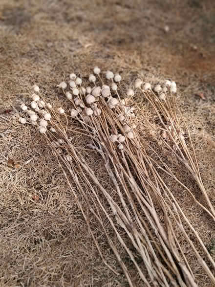 Photo of free Large dried poppy heads for flower arranging 12+ stems (Greenstead Green CO9) #2