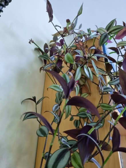Photo of free Houseplant - tradescantia (Knighton LD7) #1