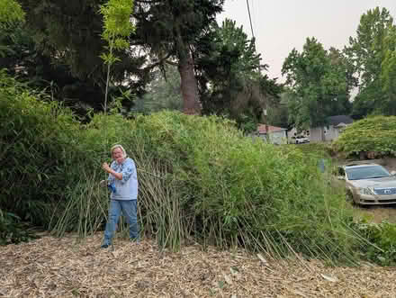Photo of free Bamboo (West Salem off Bonny Way) #1