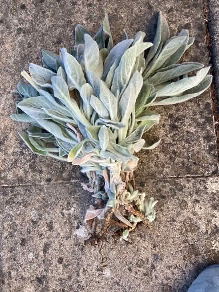 Photo of free Plants (Stanton Harcourt OX29) #1