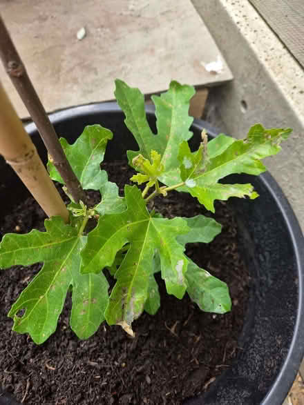 Photo of free Little Miss Figgy Fig Plant (Loughton IG10) #3