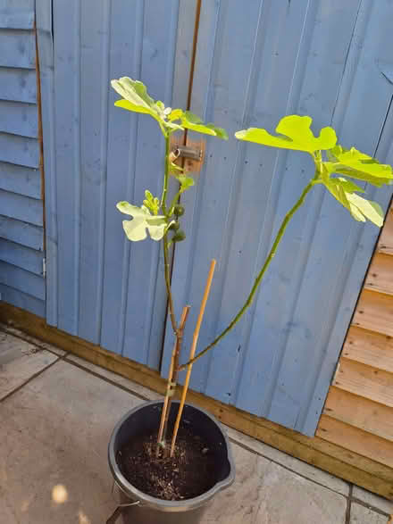 Photo of free Brown Turkey Fig Tree (Loughton IG10) #1