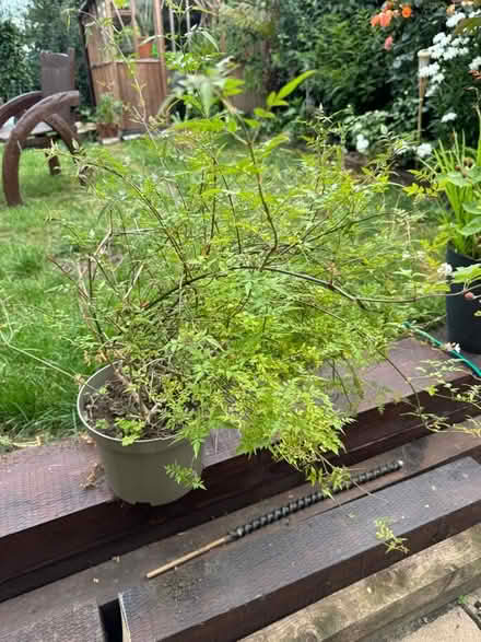 Photo of free One Jasmine Plant & One Thornless Blackberry (Crook DL15) #1