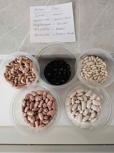 Photo of free Dwarf Bean Seeds (ME10 (Tunstall)) #1