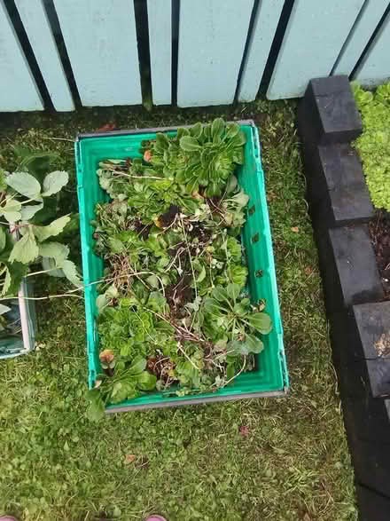Photo of free Plants (Bt36 4zd) #1