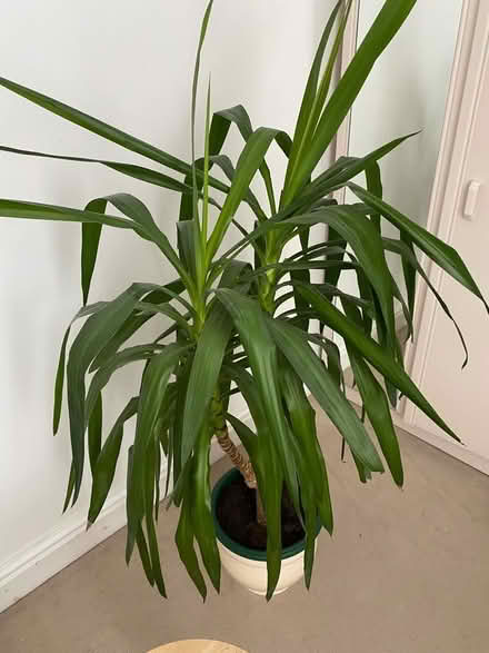 Photo of free HUGE House Plant! (Oxton Village CH42) #1