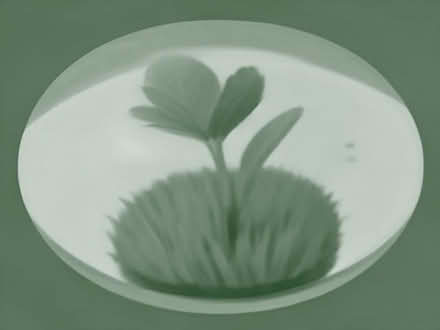 Photo of free Oxygenating Pond Weed. (Kingsmoor CM18) #1