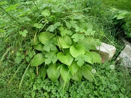 Photo of free Norfolk Island Pine, Hostas (Rohrersville) #2