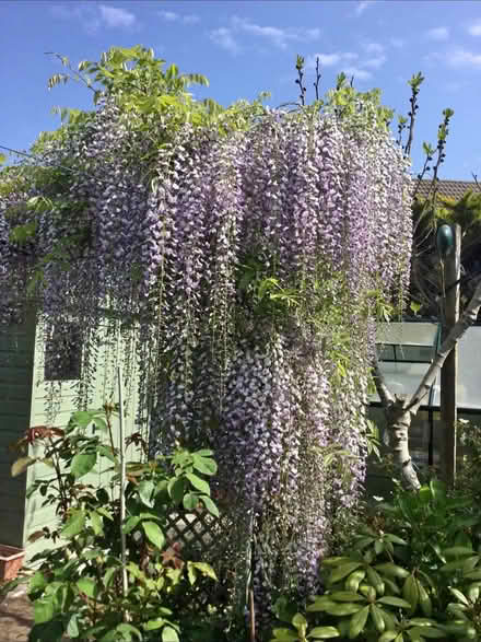 Photo of Wisteria (Panshanger AL7) #1