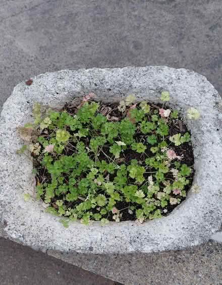 Photo of free Planter (Sheffield S12) #2