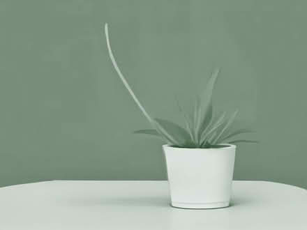 Photo of Baby/indoor plants (South Tonbridge TN9) #1