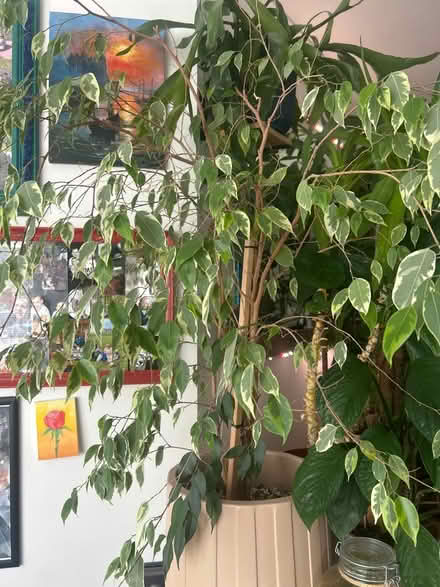 Photo of free Big ficus (Bognor Regis PO21) #1