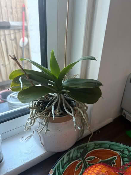 Photo of free Orchids (CR2 South Croydon) #2