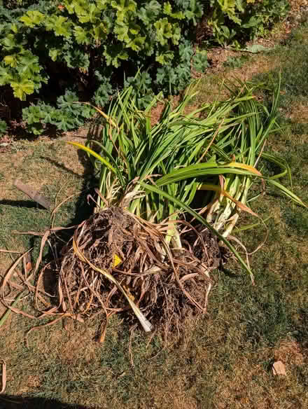 Photo of free Daylilies (North Woodchester GL5) #1