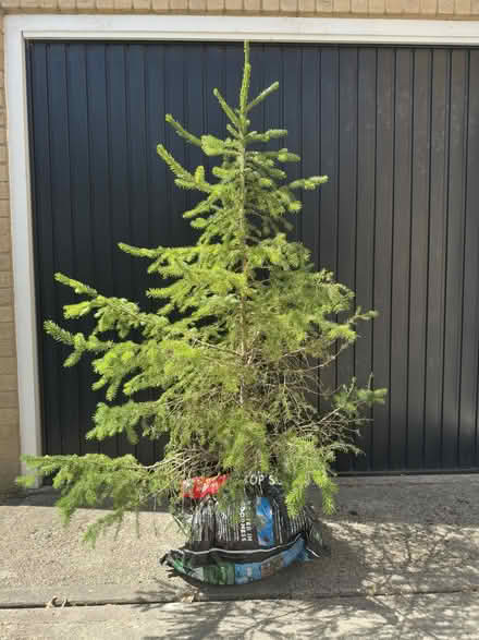 Photo of free Spruce Tree (Two Dales DE4) #1