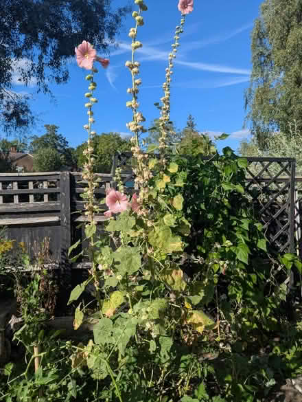 Photo of free hollyhoch seeds (GU3) #1