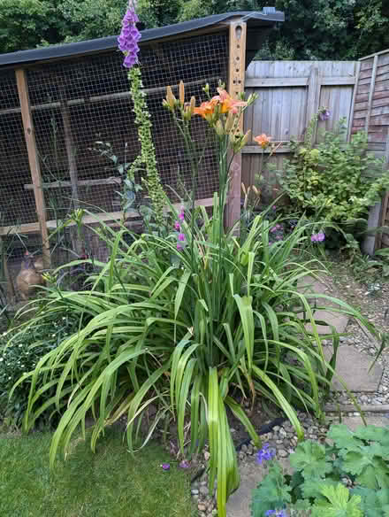Photo of free Daylilies (North Woodchester GL5) #4