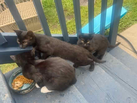 Photo of Cat Food (Countryside) #4