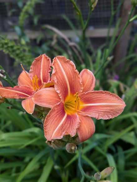 Photo of free Daylilies (North Woodchester GL5) #3