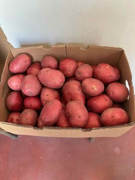Photo of free red skin potatoes (south sunnyvale) #1