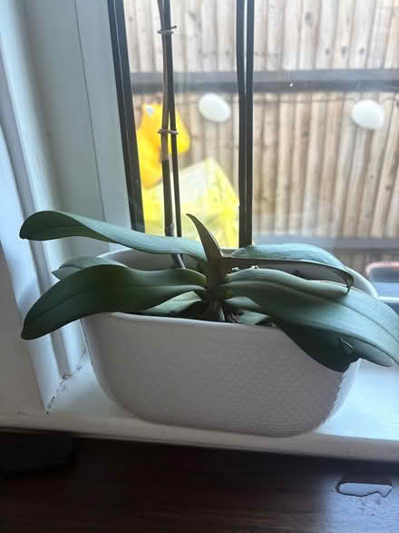 Photo of free Orchids (CR2 South Croydon) #1