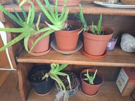 Photo of free Aloe Vera plants (Newmarket Avenue LA1) #1