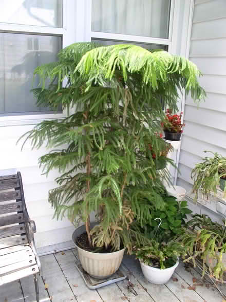 Photo of free Norfolk Island Pine, Hostas (Rohrersville) #1