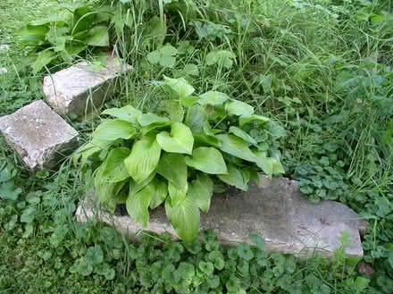 Photo of free Norfolk Island Pine, Hostas (Rohrersville) #3