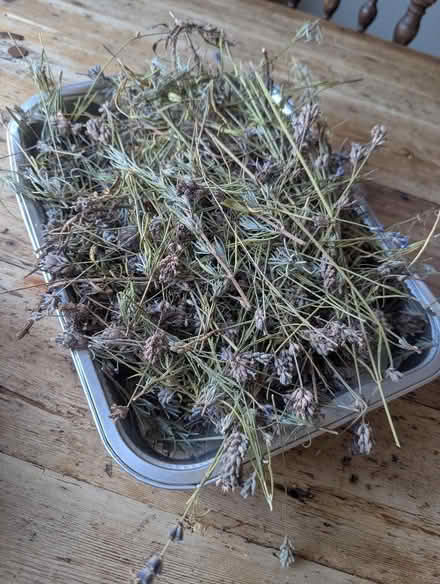 Photo of free Lavender (Weston Park BA1) #1
